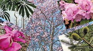 Plants from Caerhays - credit all images: Bob Askew